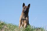 MALINOIS 992